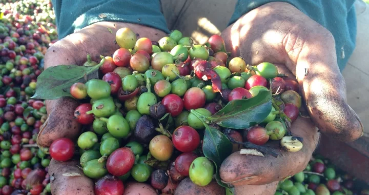 Free fresh raw coffee beans