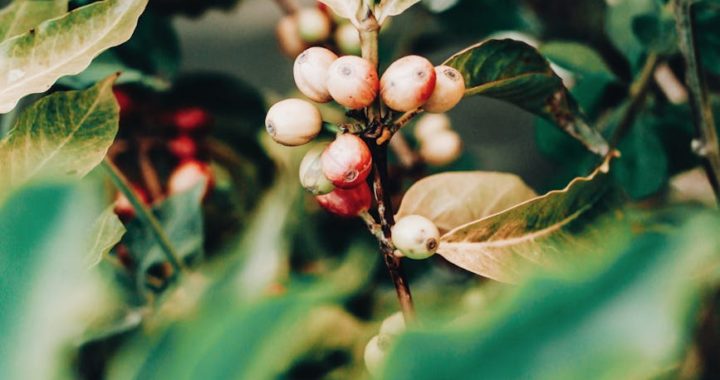 immature coffee beans on tree